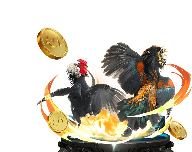 Đá Gà Thomo trực tiếp